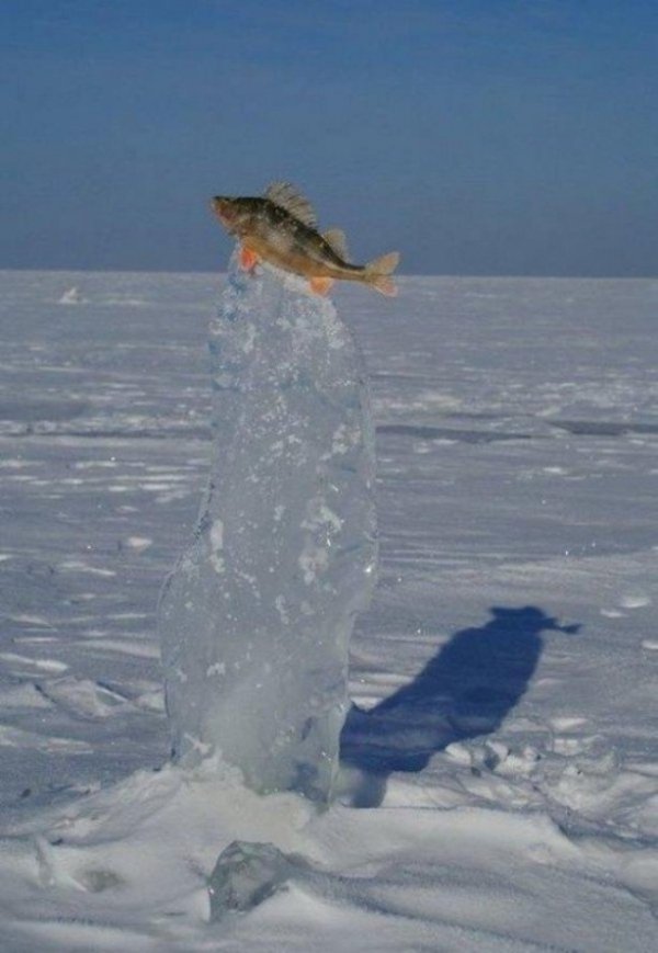 Морозные фотографии