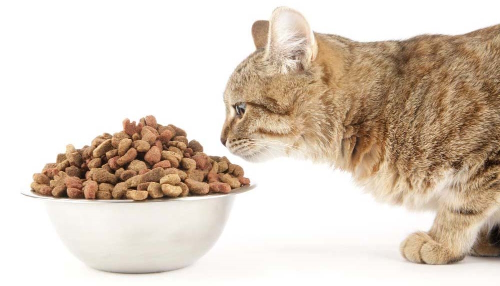 Чем кормить, чтобы кошки никогда не болели