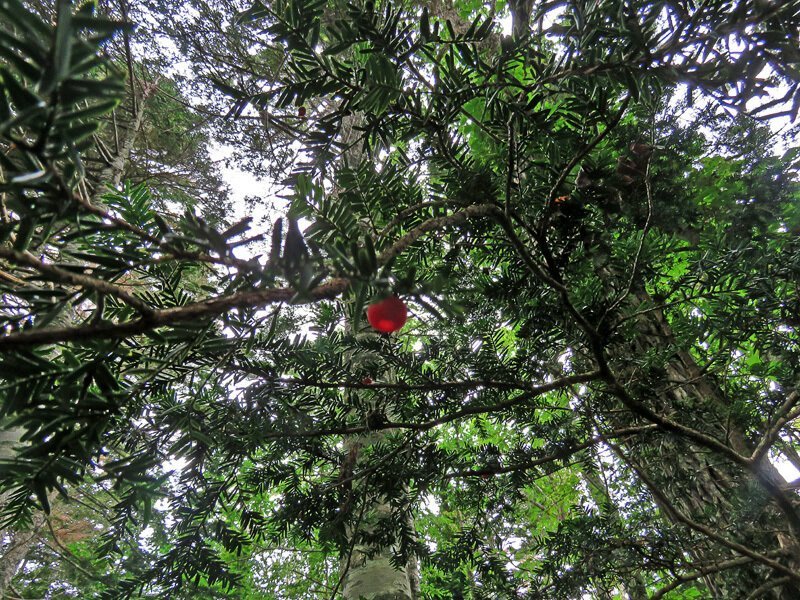 Кунашир: мыс Столбчатый Кунашир: мыс Столбчатый