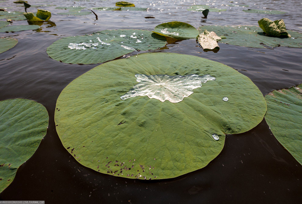 Хинганский заповедник на Дальнем Востоке Хинганский заповедник на Дальнем Востоке Путешествия,фото