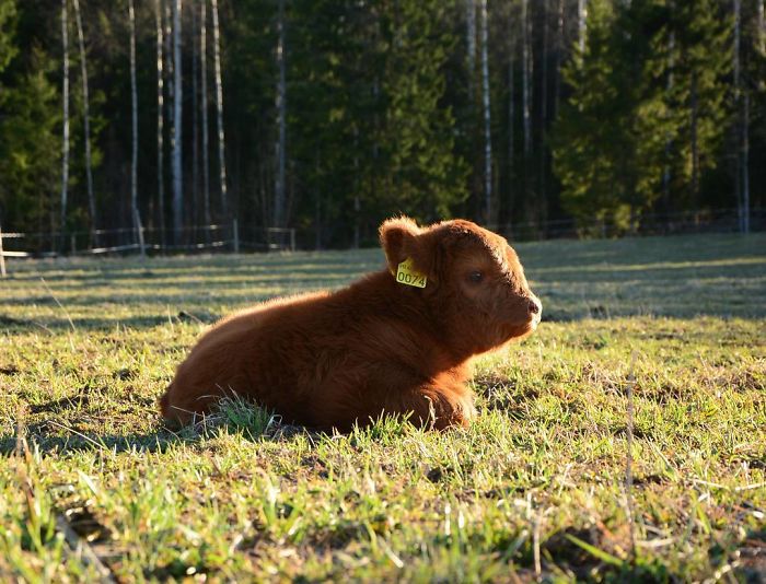 Cute-Baby-Highland-Cattle-Calves