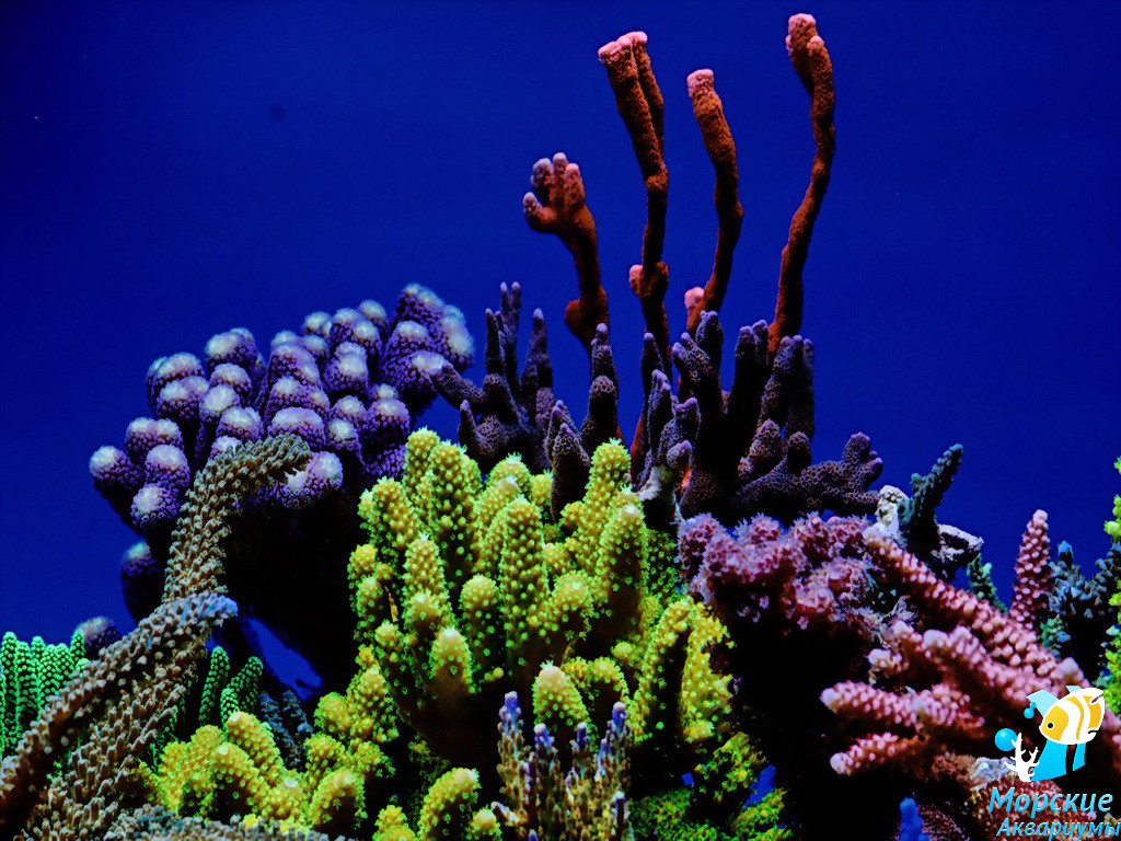 Природное морское образование. Коралл Montastraea. SPS кораллы. Герматипные кораллы. Коралловые полипы альционарии.