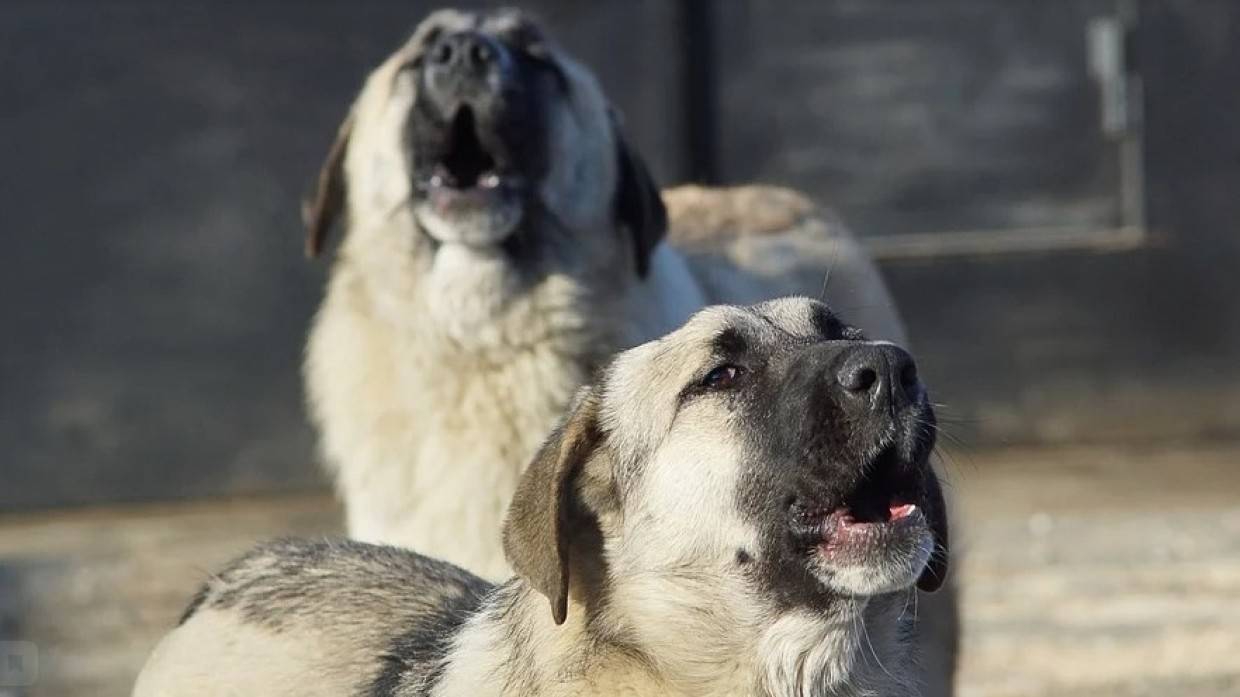 Кинолог Карапетьянц объяснил последствия легализации эвтаназии бездомных животных