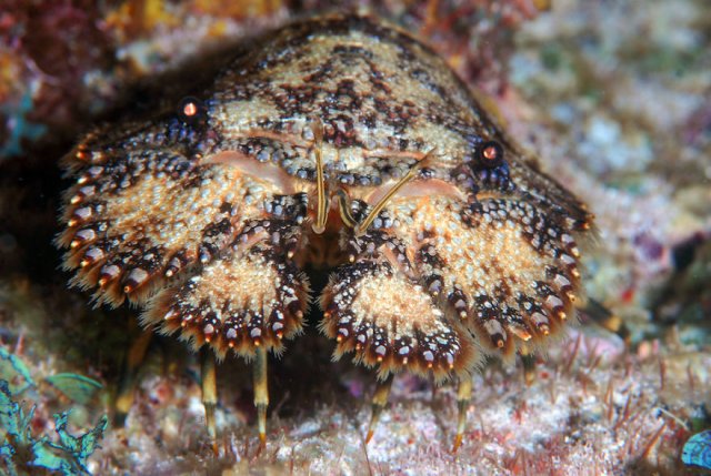Подводные фотографии одного из самых лучших мест Бразилии ─ архипелага Фернанду-ди-Норонья 