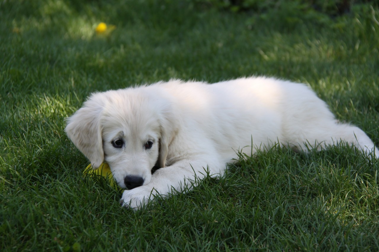 Que significa que se te acerquen los perros