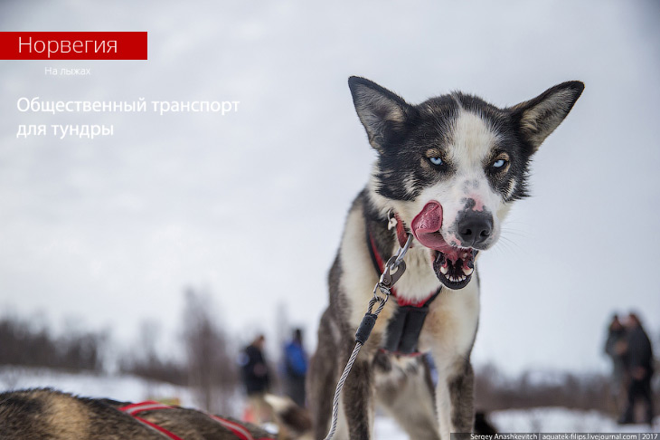 Милейший общественный транспорт Норвегии