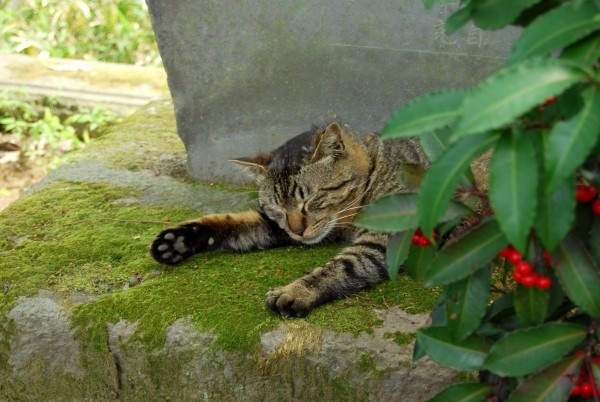 Коты в саду и на даче. 20 смешных, удивительных и просто няшных фото Коты в саду и на даче. 20 смешных, удивительных и просто няшных фото кошки, Только, кошка, хозяйка, цветы, вместо, мышей, этого, совершенно, котов, показать, вредителями, кошек, просто, чудеса13А, знаете, почему, некоторые, стремятся, залезть