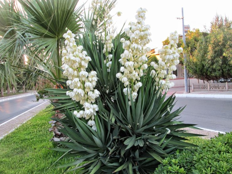 Юкка может, растение, Yucca, можно, растения, листья, этого, могут, также, следует, имеют, чтобы, длину, розетки, имеет, после, немного, нужно, развития, ствола