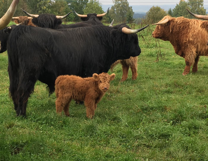 Cute-Baby-Highland-Cattle-Calves