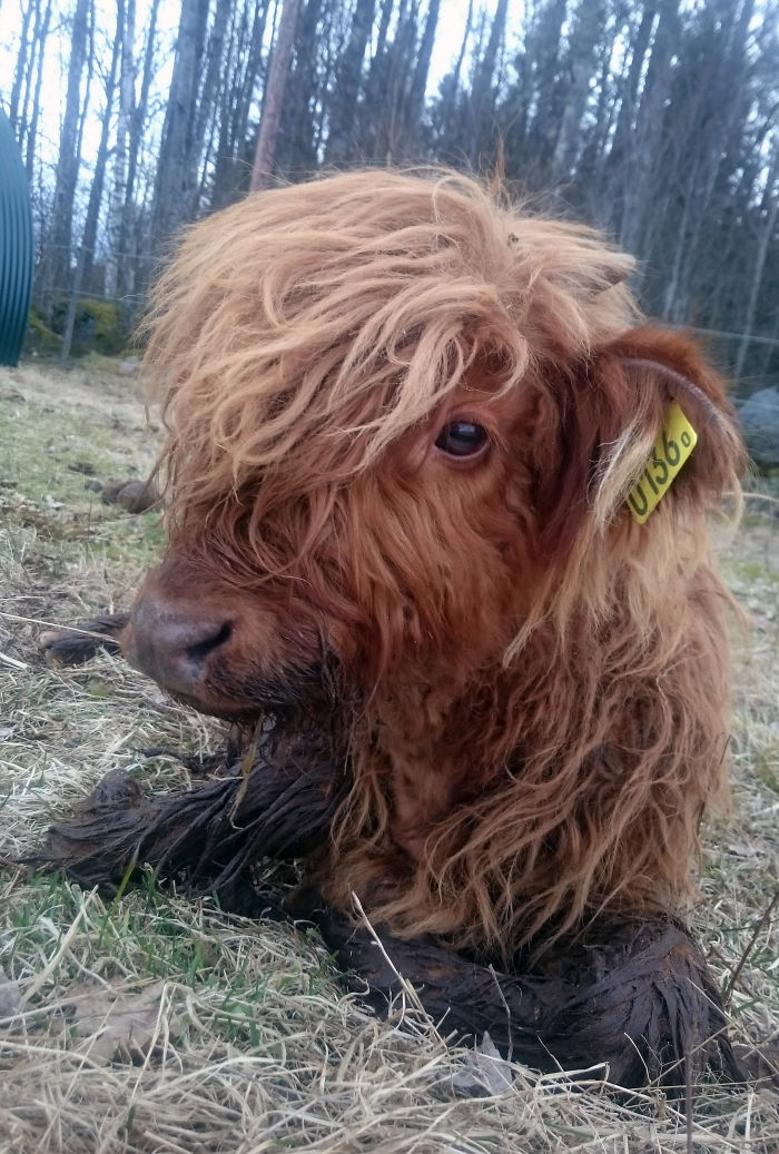 Cute-Baby-Highland-Cattle-Calves