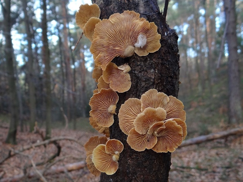 Шоу света от матери-природы: грибы, светящиеся в темноте Шоу света от матери-природы: грибы, светящиеся в темноте природа,Путешествия,фото
