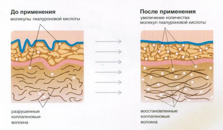 Важность коллагена для организма человека