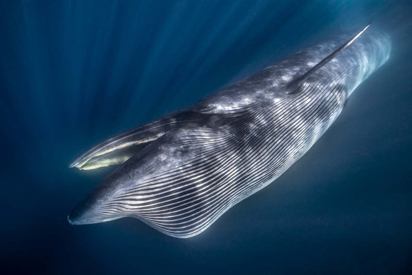 Снимок кита у побережья Южной Африки