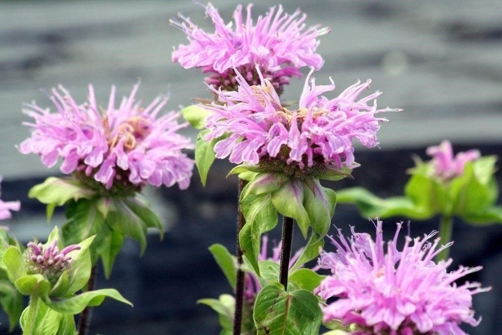 6 растений, которые избавят вас от насекомых на даче дача,растения,сад и огород