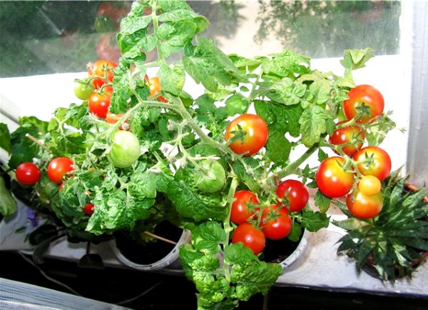 Как выращивать помидоры черри зимой в домашних условиях?