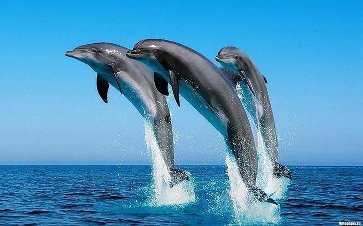 Самые удивительные факты о дельфинах супер