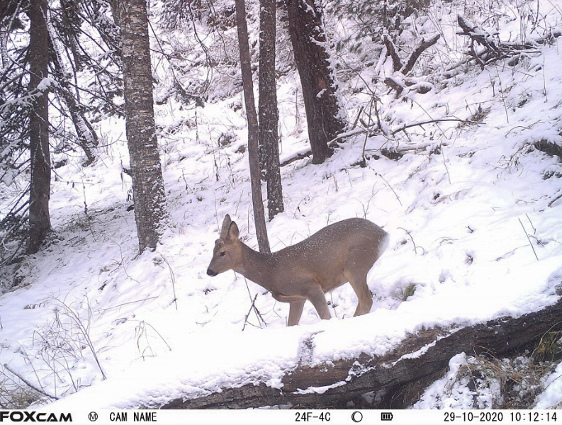 Природный заповедник горный Алтай.png