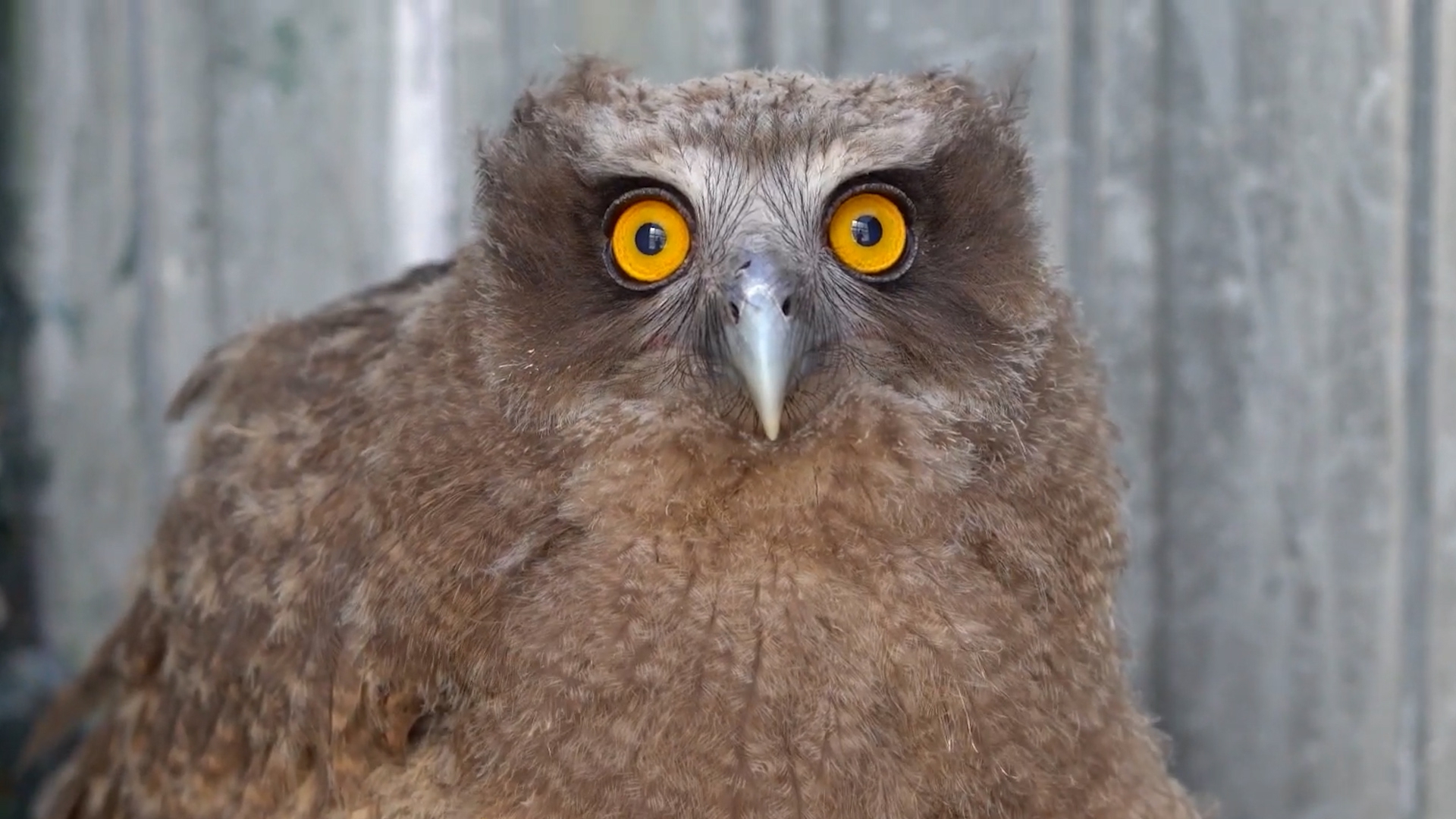 Ученые отправились в экспедицию на Курилы в поисках редких филинов