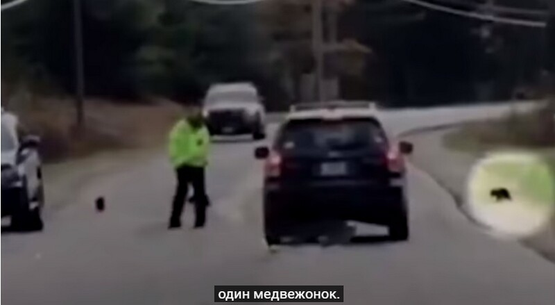 Видео: как полицейский помог медведице и ее детенышам перейти дорогу