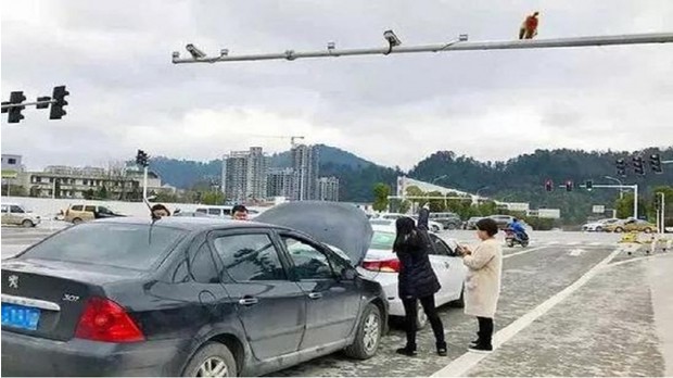Самое смешное ДТП века: автомобилистка приняла зад обезьяны за красный свет светофора 