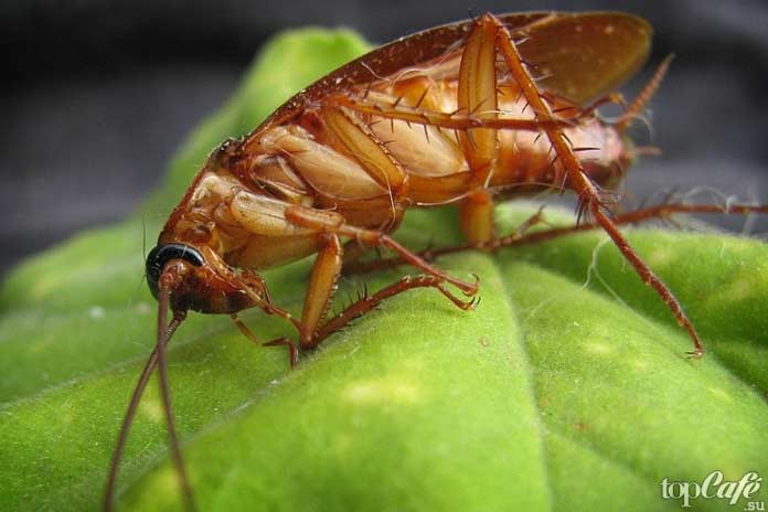 Лучшие способы, чтобы избавиться от тараканов. CC0