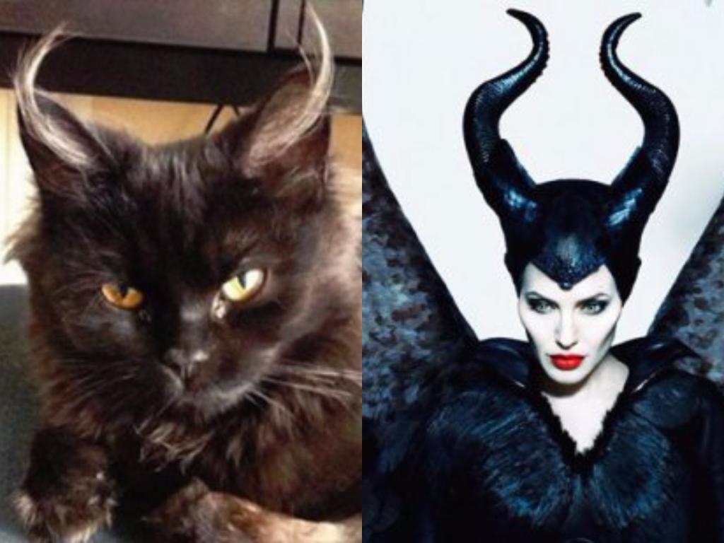 Коты, похожие на людей и киногероев: забавные фото Коты, похожие на людей и киногероев: забавные фото интересное