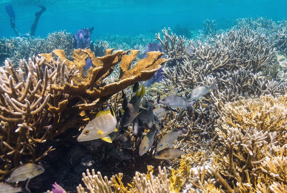 Коралловые рифы в Белизе