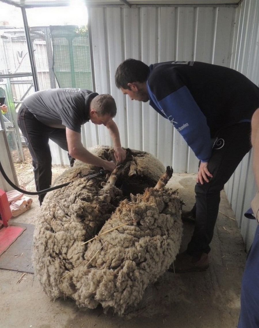 Что сделает природа с овцой-мериносом за 5 лет бродяжничества Что сделает природа с овцой-мериносом за 5 лет бродяжничества животные,природа