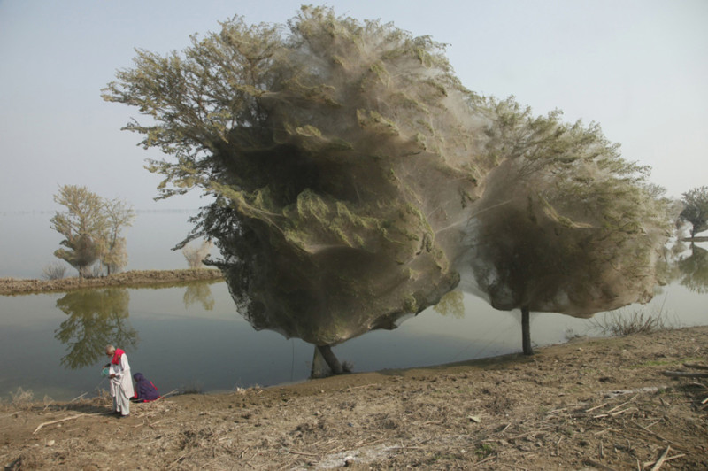 6. Деревья-Коконы, Пакистан красота природы, природные феномены, природные явления