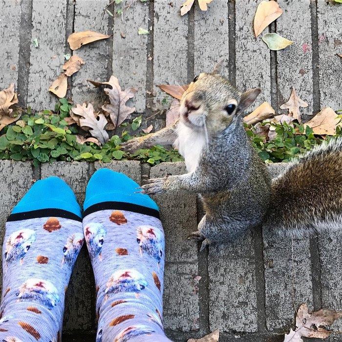 squirrel-come-back-save-family-bella-brantley-harrison-5