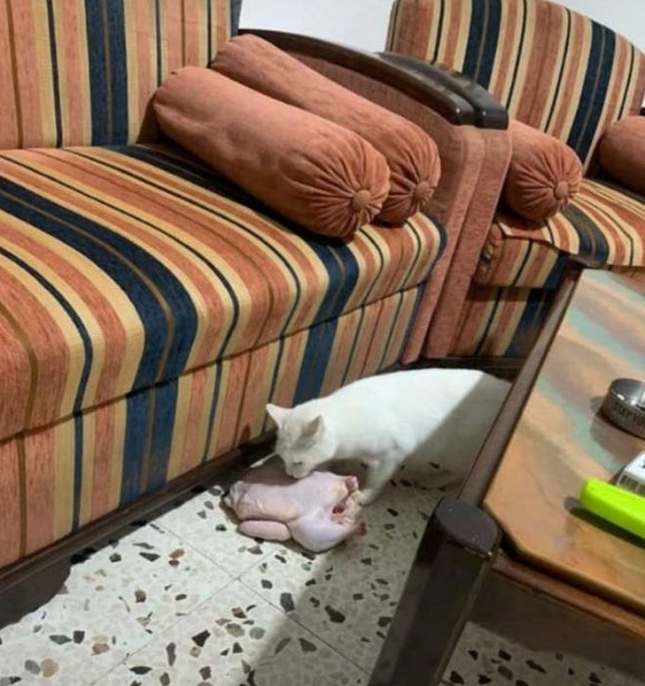 Бесстыжие коты, хозяевам которых самим нужна валерьянка картинки