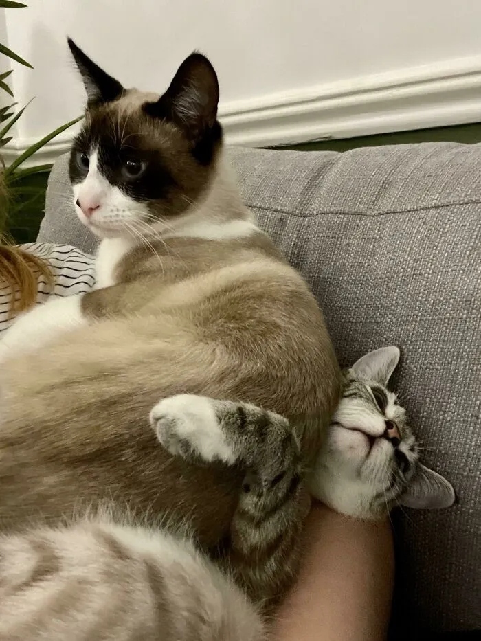 Смешные снимки с животными, которые ревнуют своих хозяев