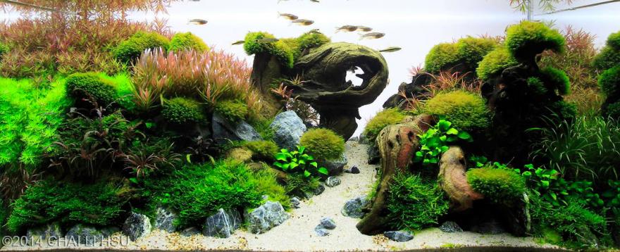 Аквариумные пейзажи - красота под водой Аквариумные пейзажи - красота под водой