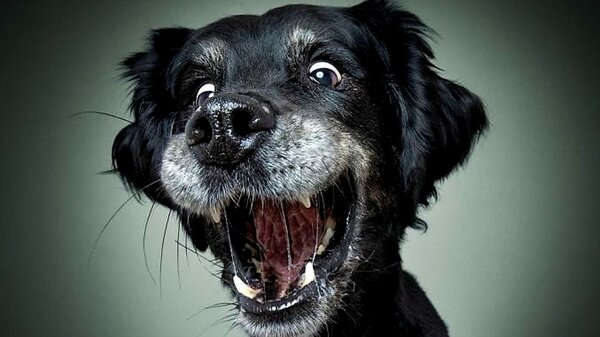 Простите, это не ваш хозяин потерялся?