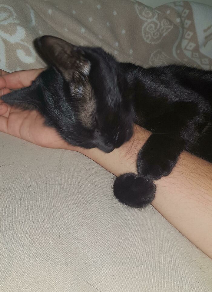 черный кот спит на руке