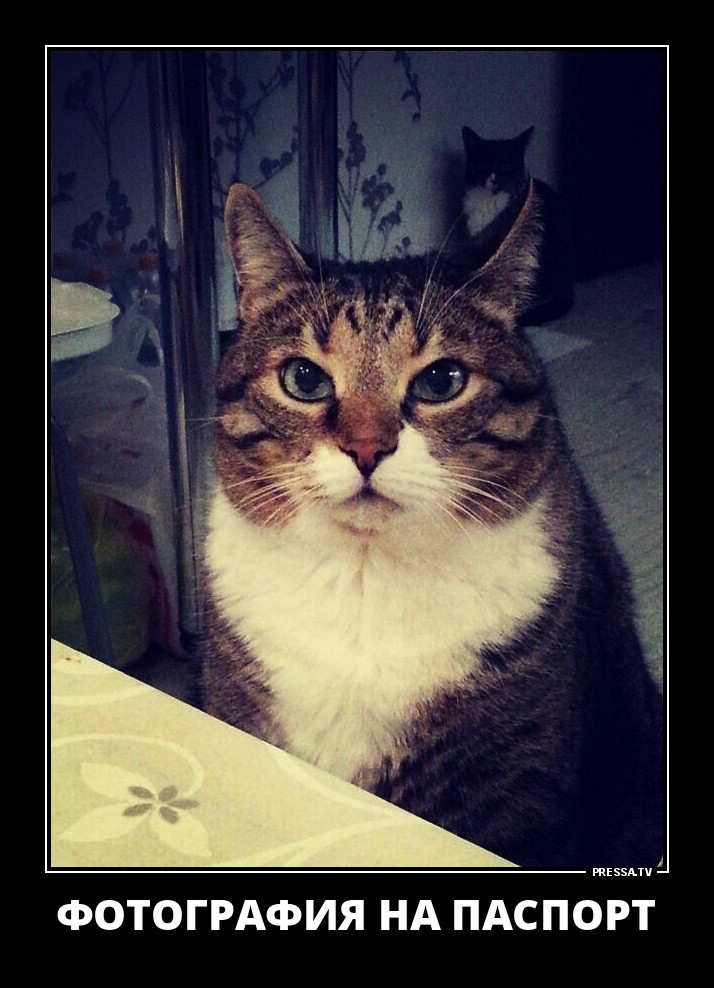 Забавные позитивные демотиваторы для хорошего настроения Забавные позитивные демотиваторы для хорошего настроения