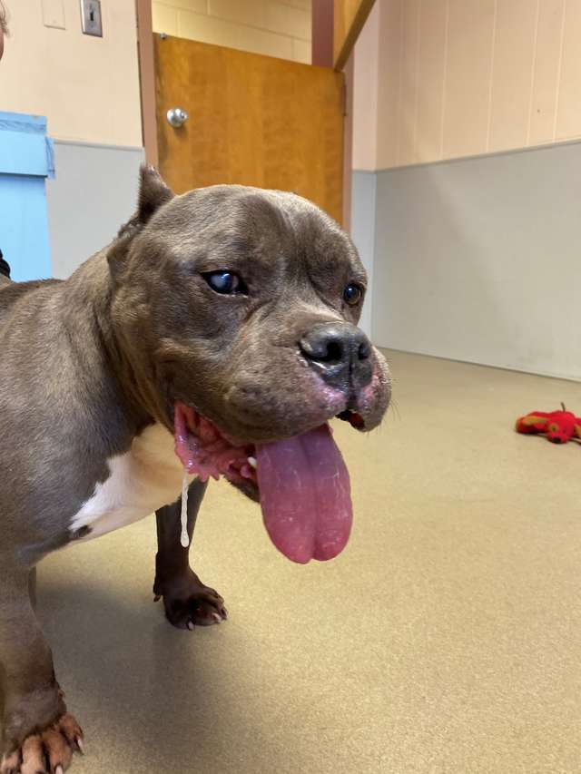 питбуль в комнате