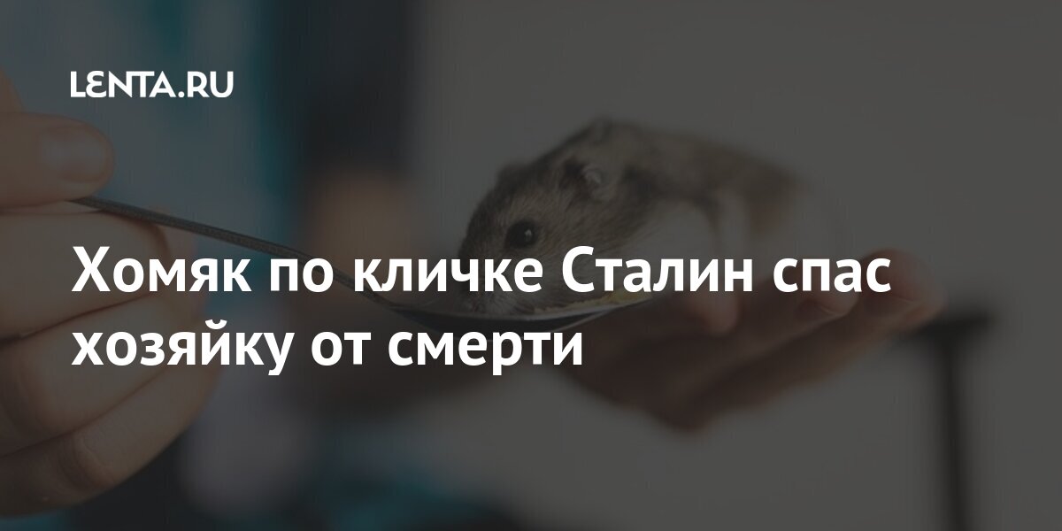 Хомяк по кличке Сталин спас хозяйку от смерти Из жизни