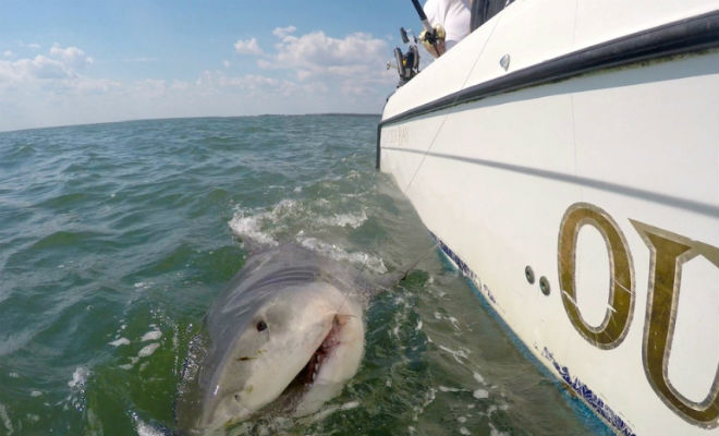 Рыбаки столкнулись со стаей акул акула,Видео,океан,Пространство,хищник