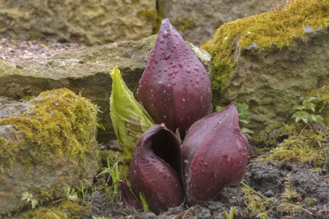 Симплокарпус (Symplocarpus)