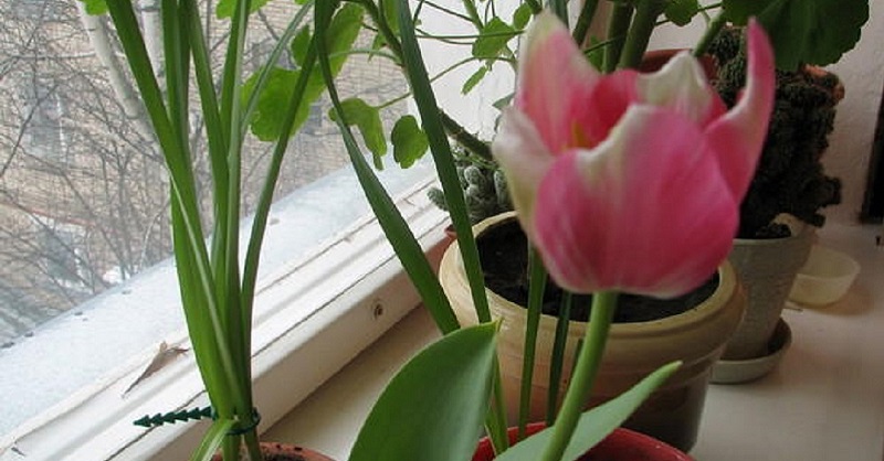 как вырастить тюльпаны фото