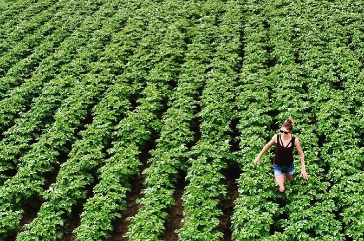 Семена, рабочие руки и дешевые кредиты: чего не хватает российским аграриям Семена, рабочие руки и дешевые кредиты: чего не хватает российским аграриям Общество