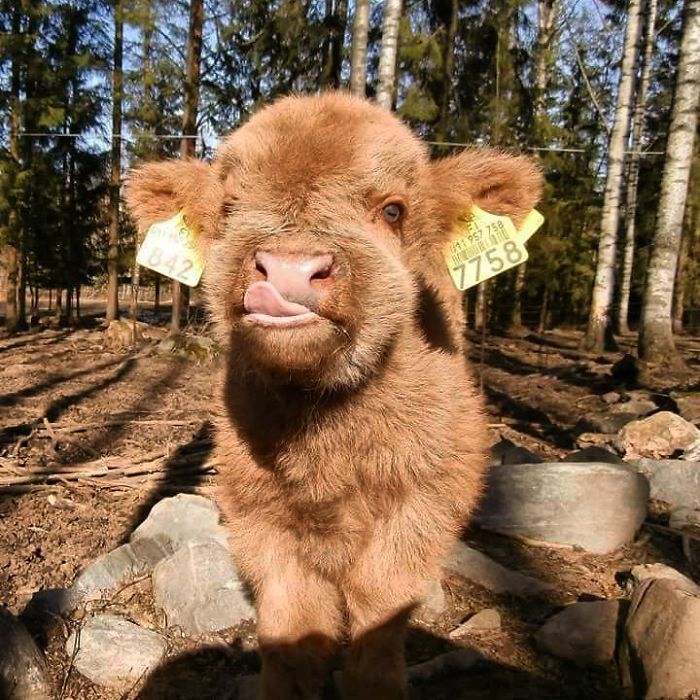 Cute-Baby-Highland-Cattle-Calves