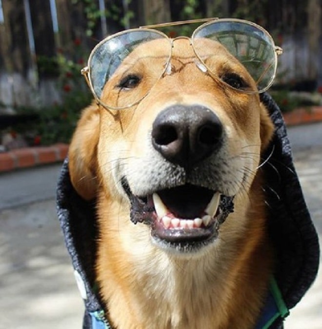 Пес в очках