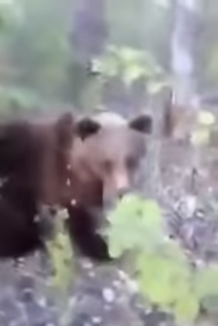 На Камчатке мужчина встретил медведя и пнул его в зад