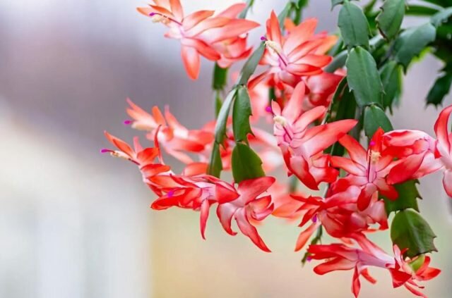Удивительные кактусы — 12 неприхотливых экзотов для комнатного сада комнатные растения,цветоводство