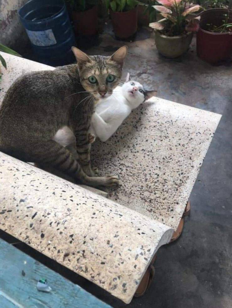 Подборка смешных картинок Подборка смешных картинок приколы,смешные картинки,юмор