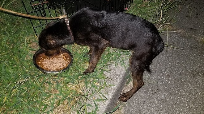 Собака с едой