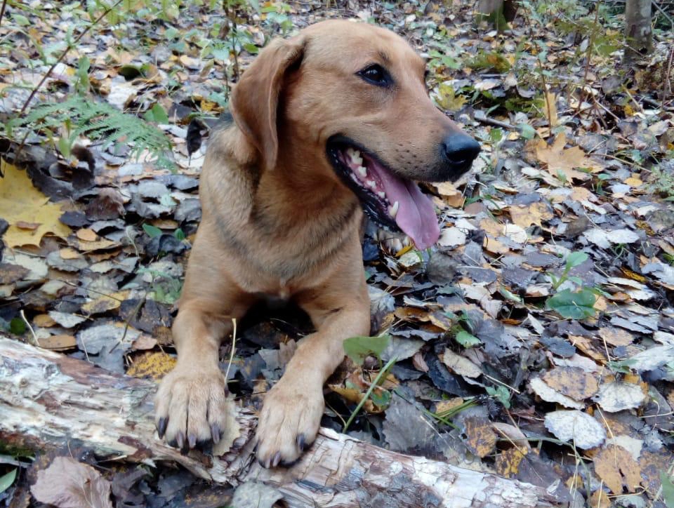 Под Москвой раскрыта банда корейцев, воровавших породистых собак и продавали их в рестораны