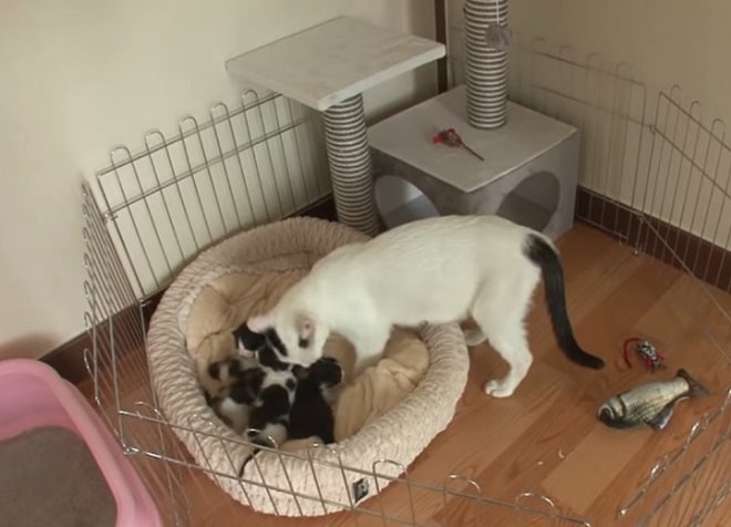 Кошка, которую увезли в приют, нашла дом и вернулась туда через год, но уже не одна Кошка, которую увезли в приют, нашла дом и вернулась туда через год, но уже не одна